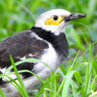 Black-collared Starling